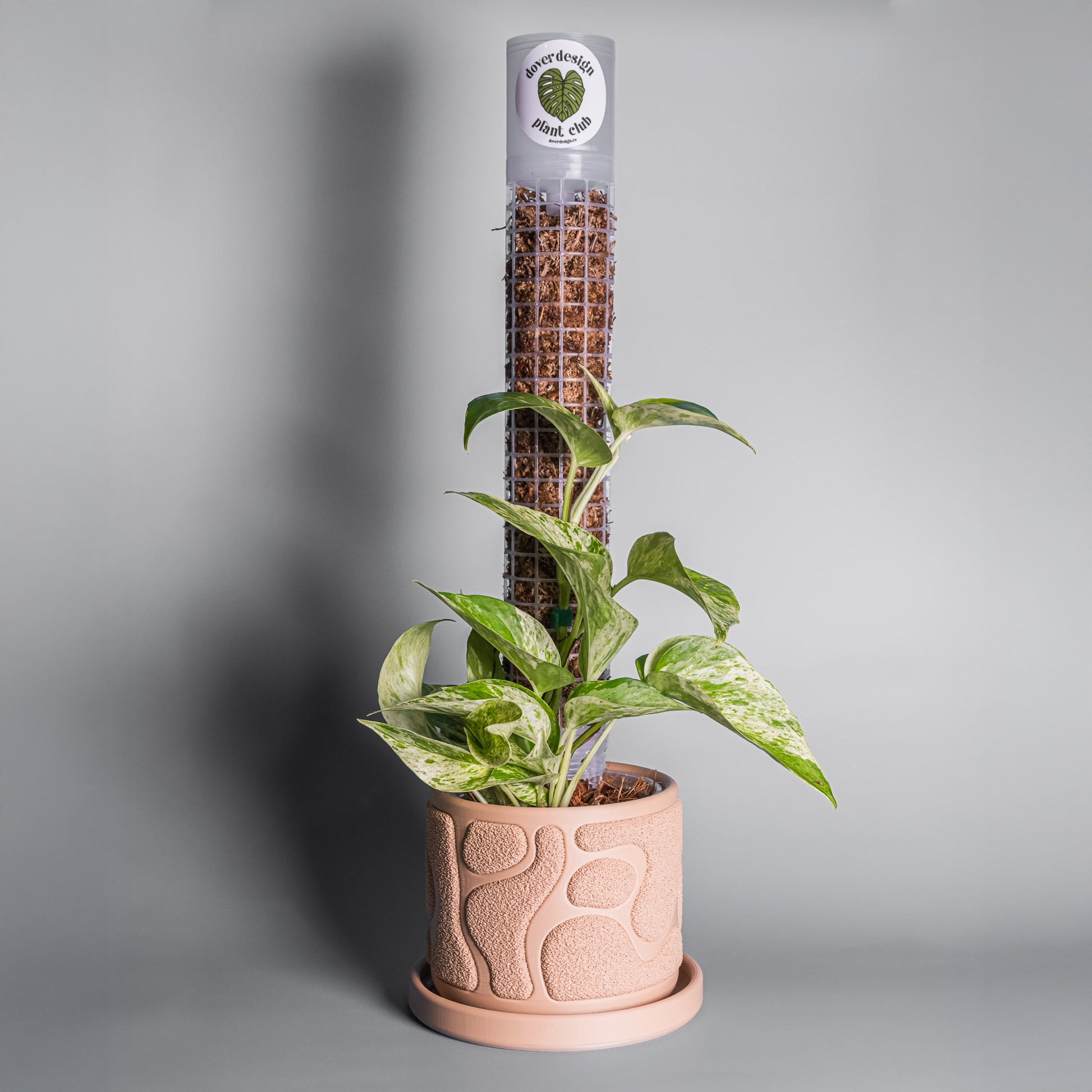 Potted plant with a decorative pot on a gray background