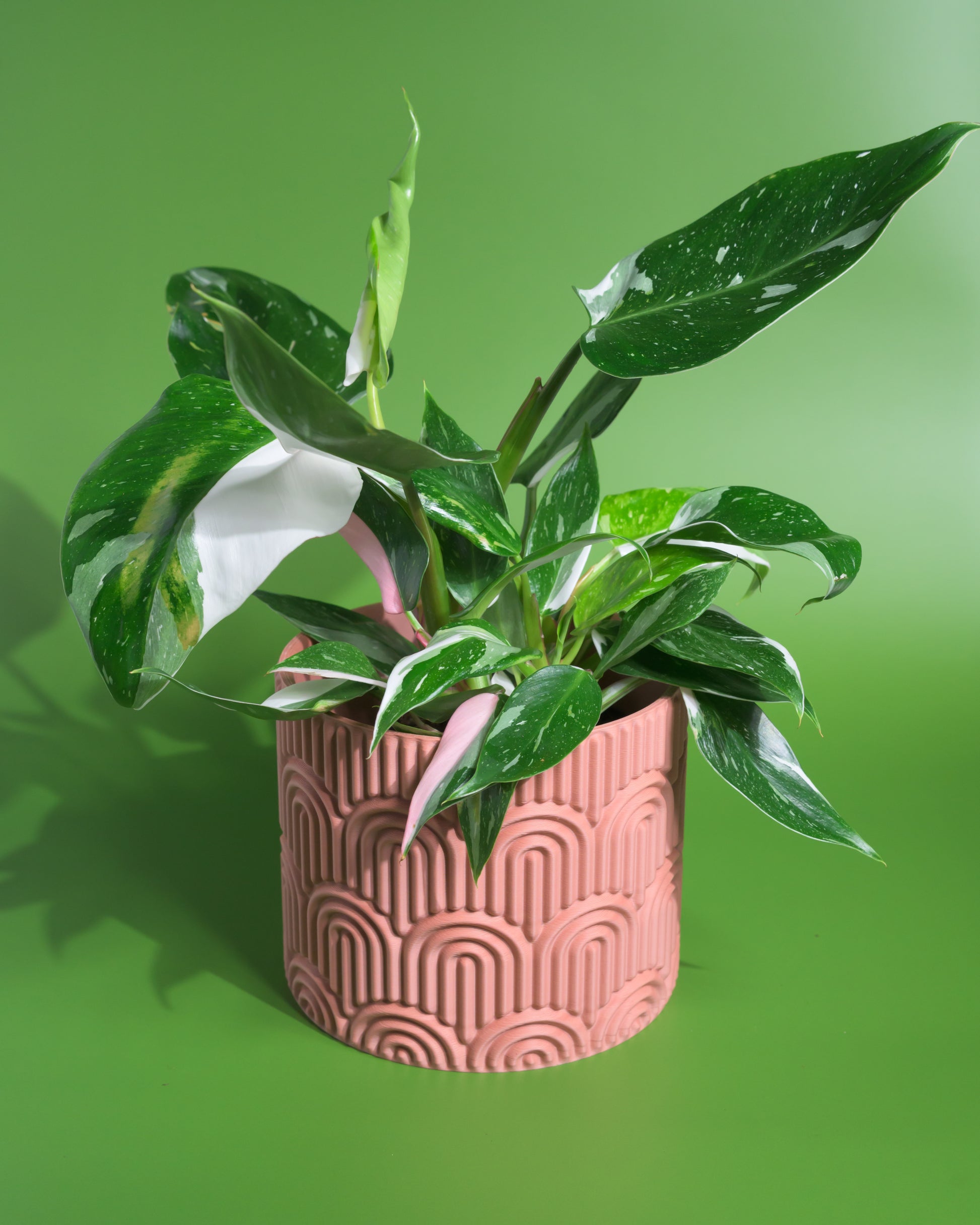 Arcadia Rainbow Planter - Indoor Planter