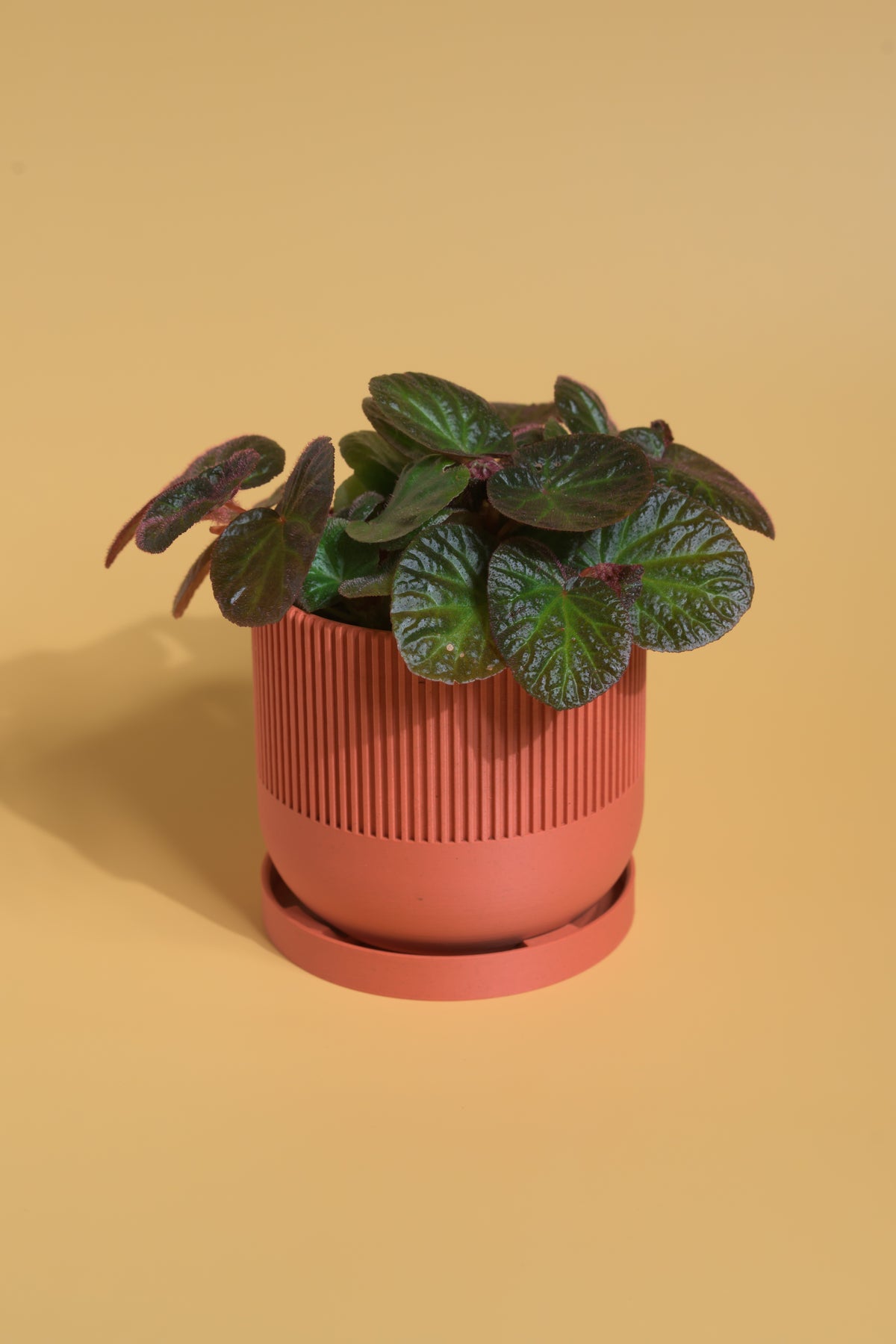 The Lina Planter + Drip Saucer
