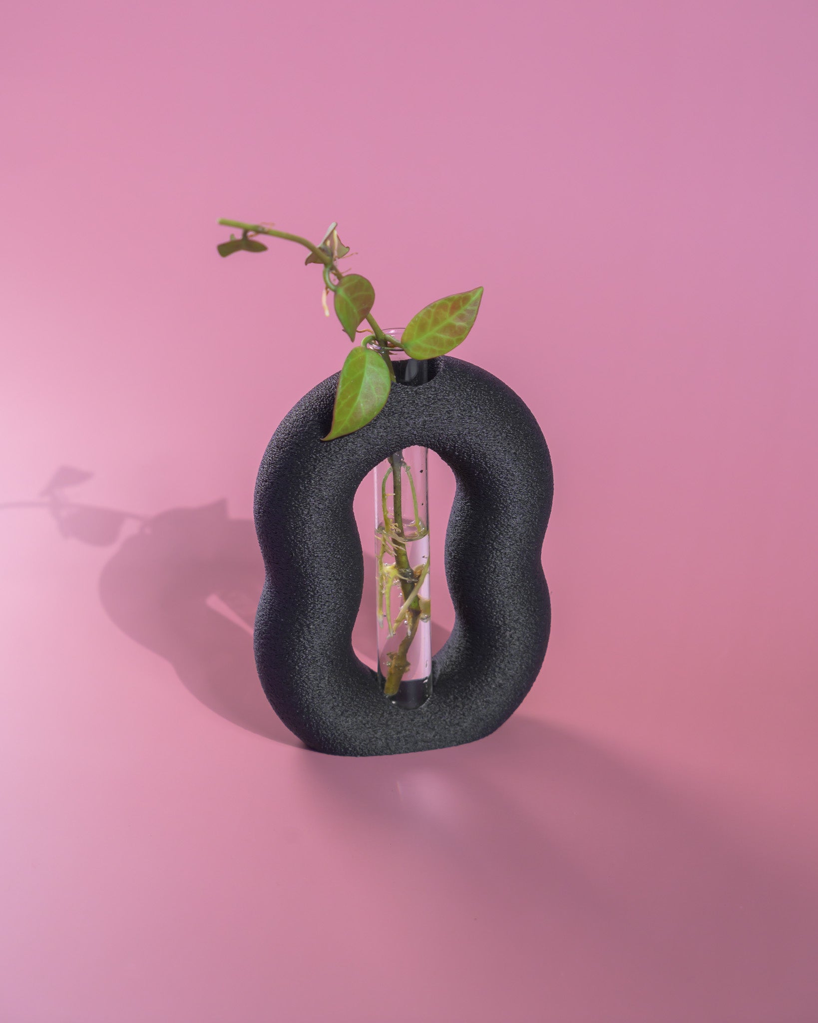 Vora Propagator – Sculptural Torus Plant Propagation Holder