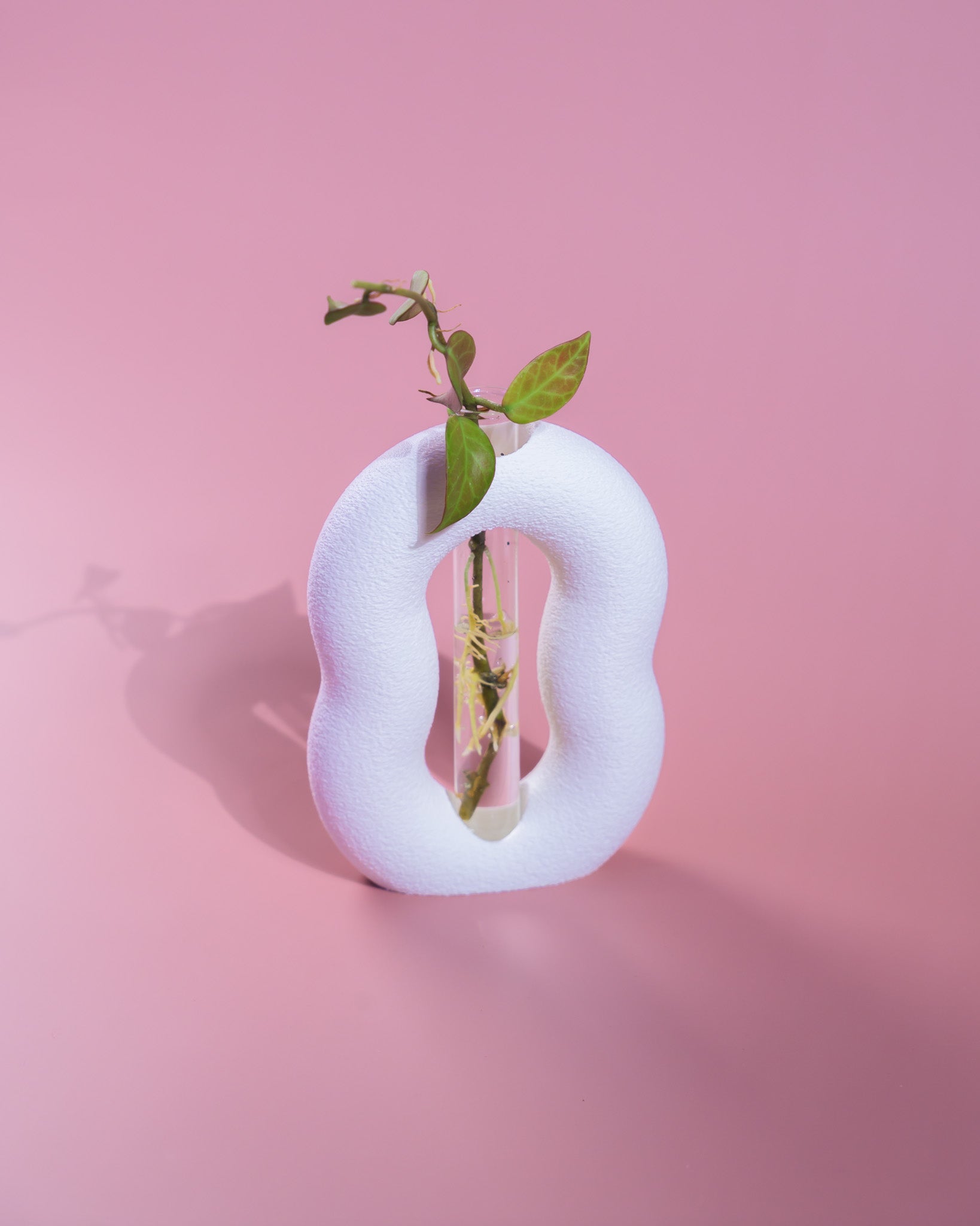 Vora Propagator – Sculptural Torus Plant Propagation Holder