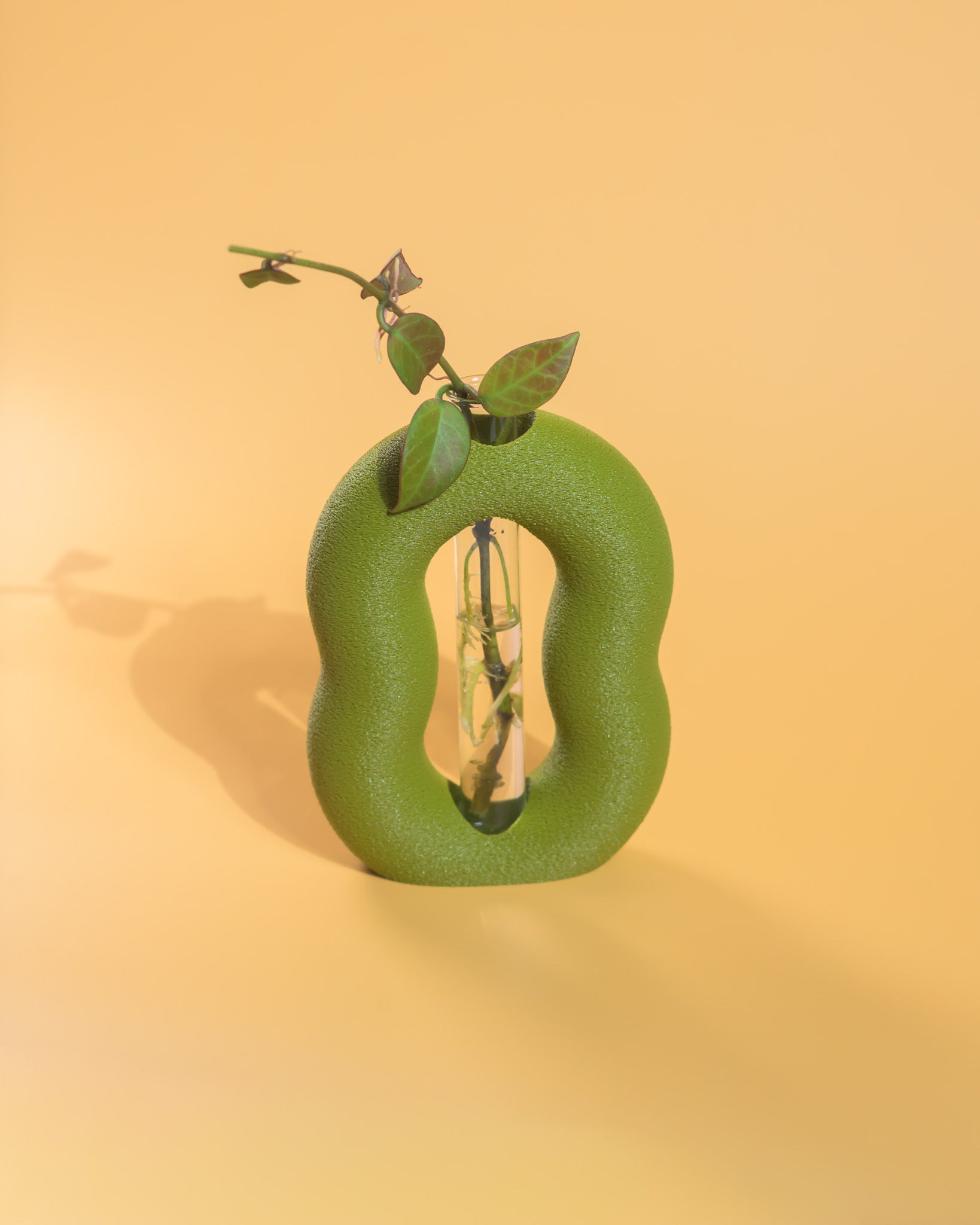 Vora Propagator – Sculptural Torus Plant Propagation Holder