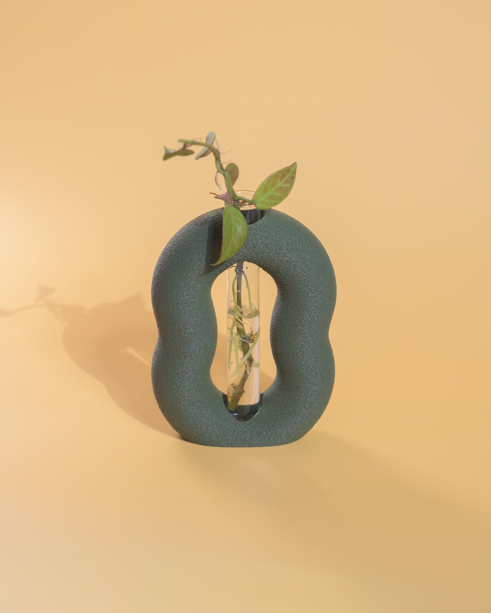 Vora Propagator – Sculptural Torus Plant Propagation Holder