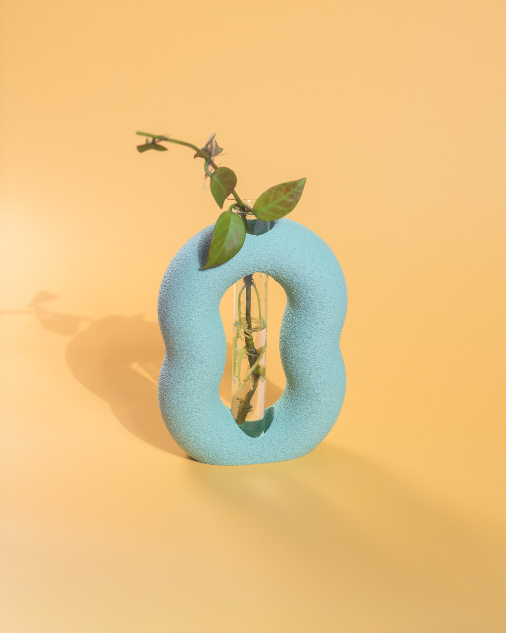 Vora Propagator – Sculptural Torus Plant Propagation Holder