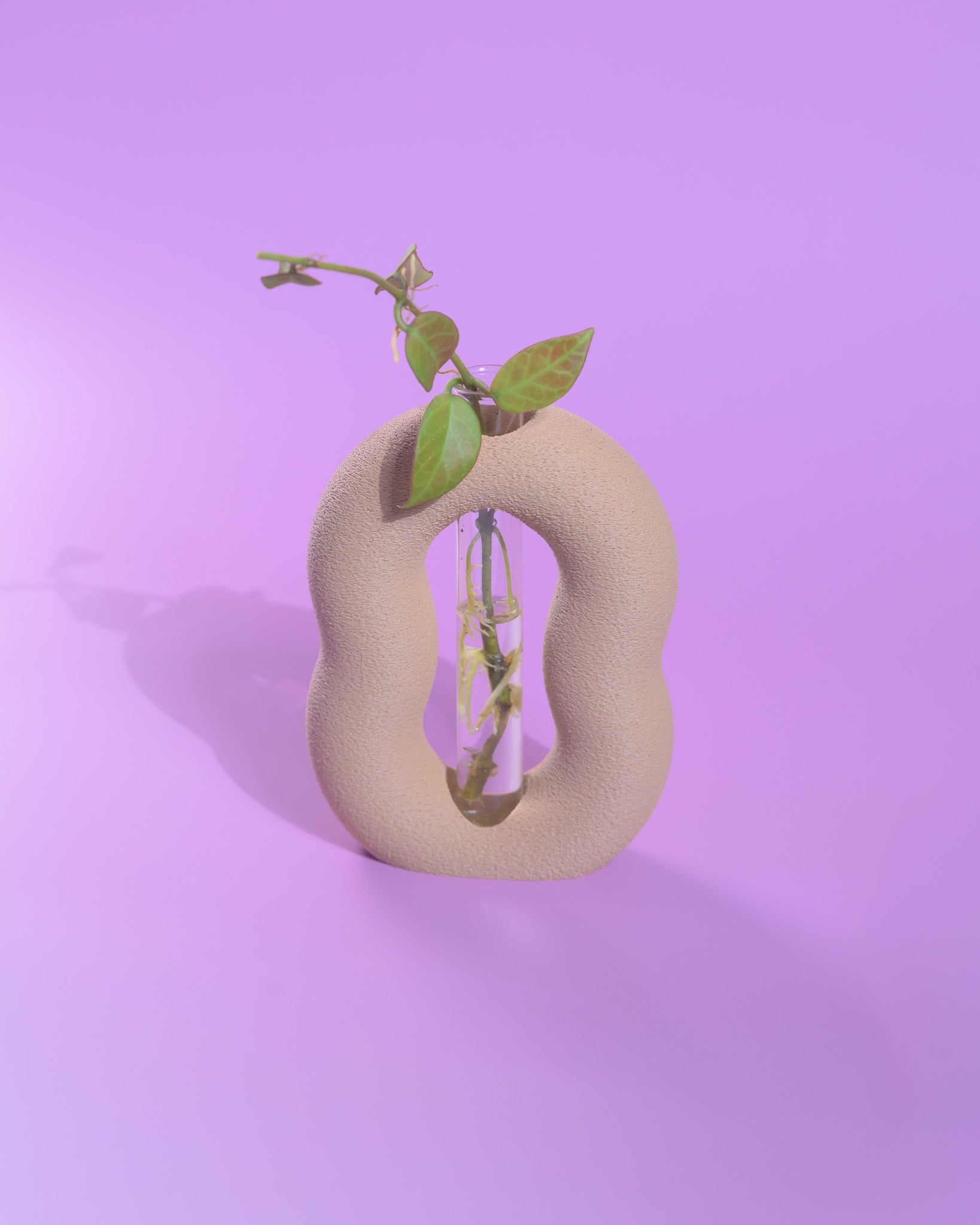 Vora Propagator – Sculptural Torus Plant Propagation Holder