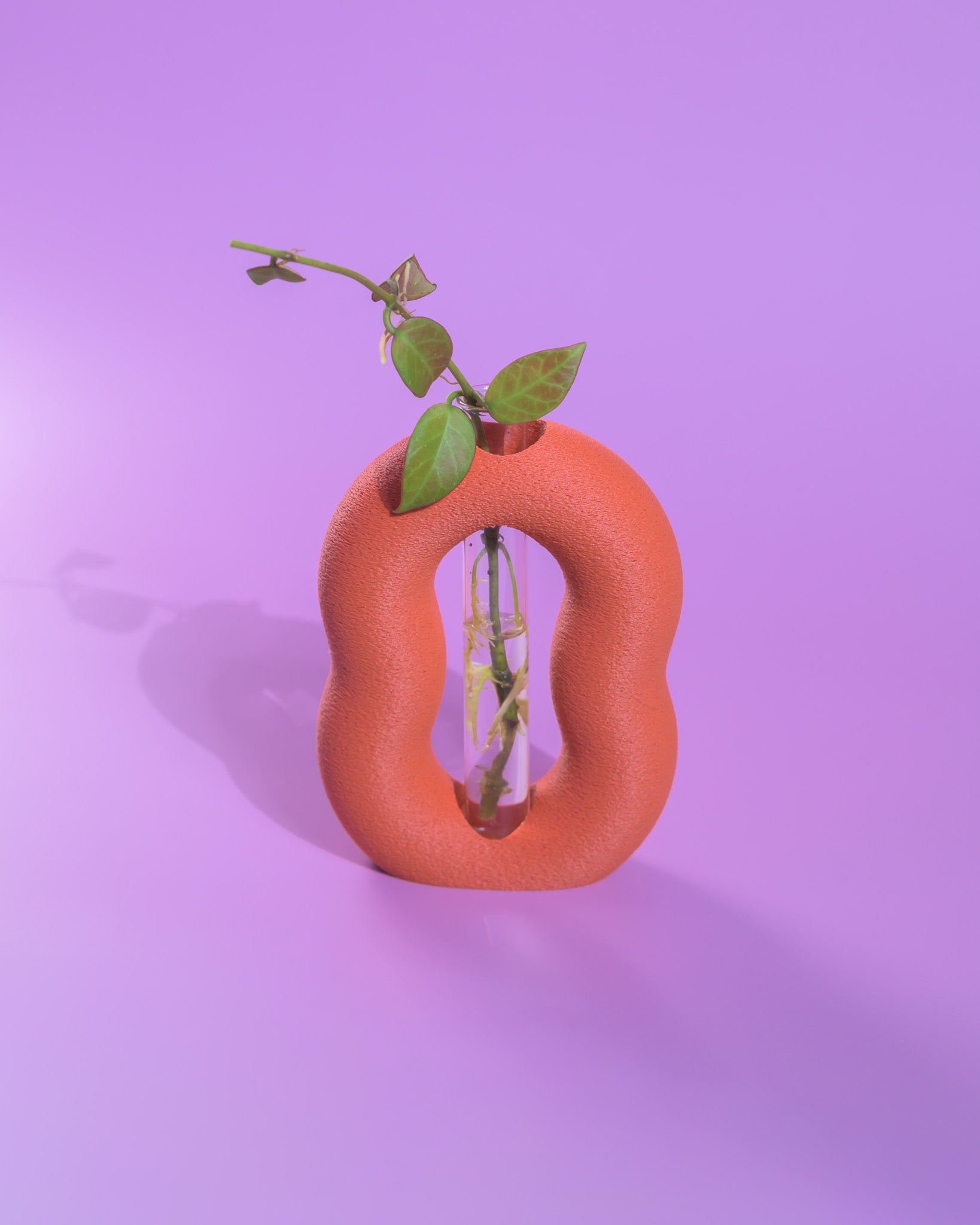 Vora Propagator – Sculptural Torus Plant Propagation Holder