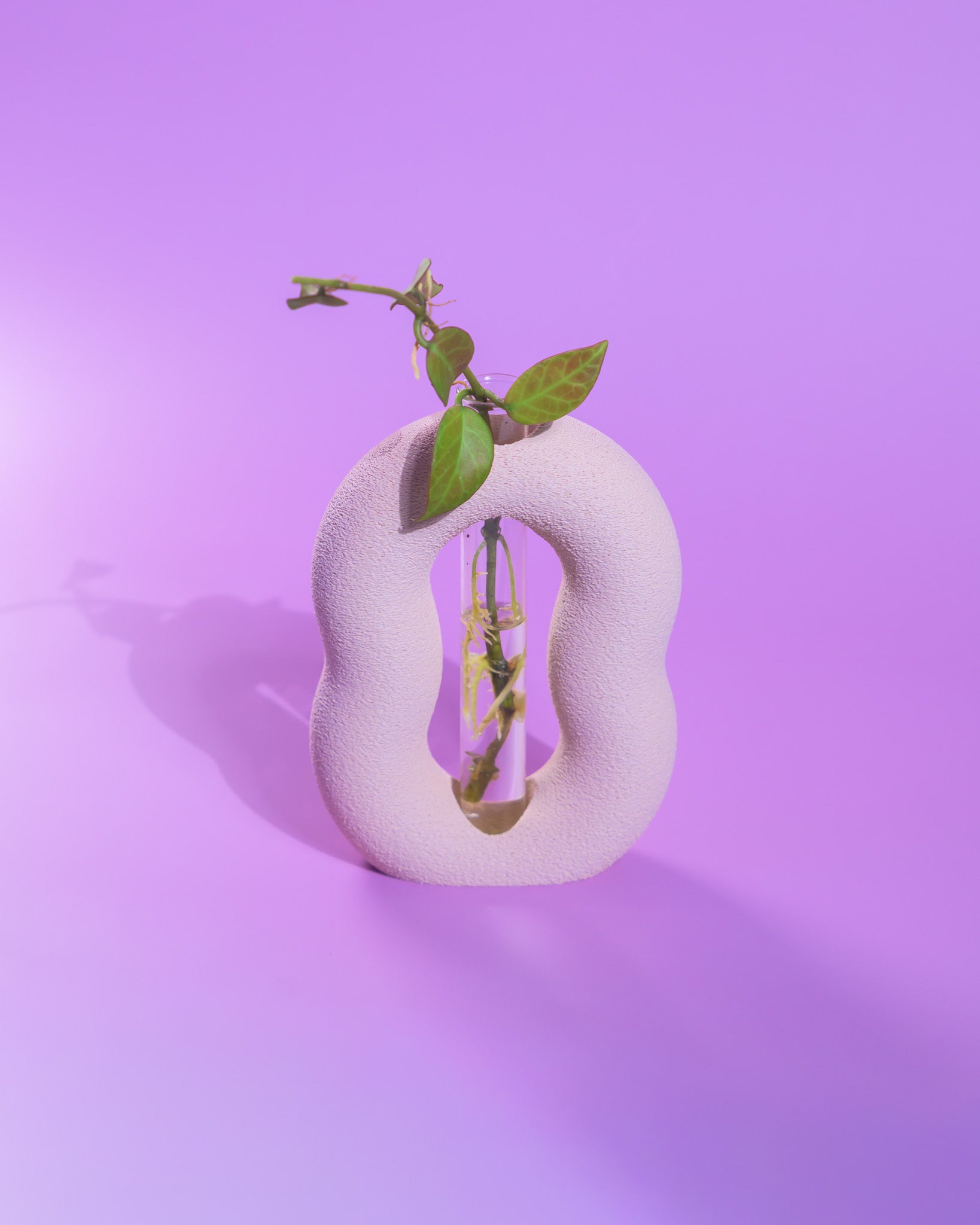 Vora Propagator – Sculptural Torus Plant Propagation Holder