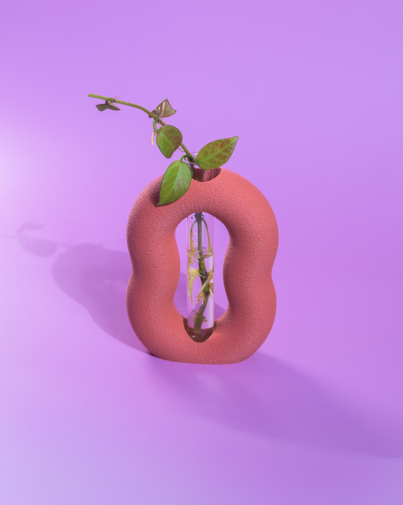 Vora Propagator – Sculptural Torus Plant Propagation Holder