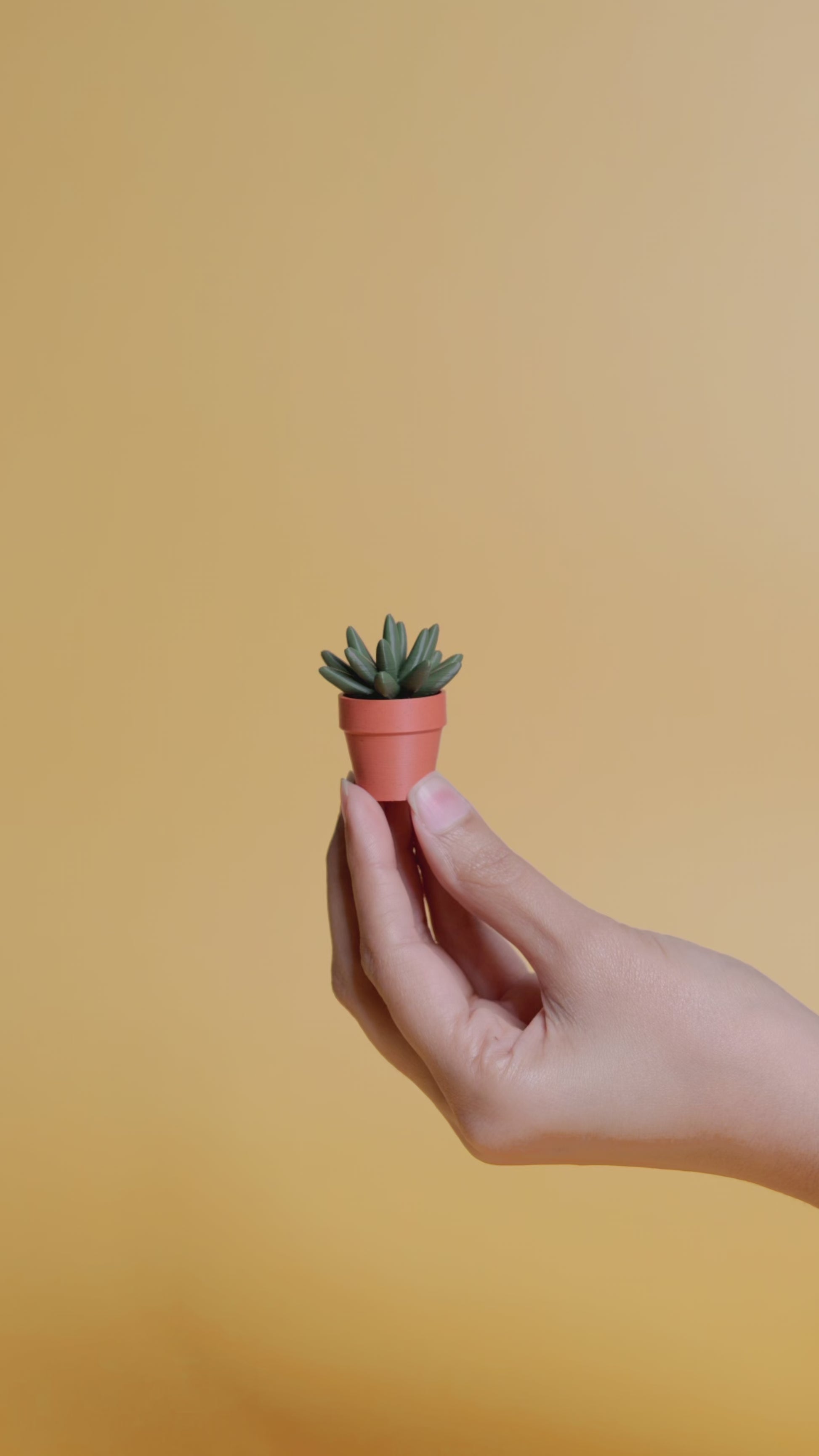 Spinny Succulents - Plant Fidget Toys