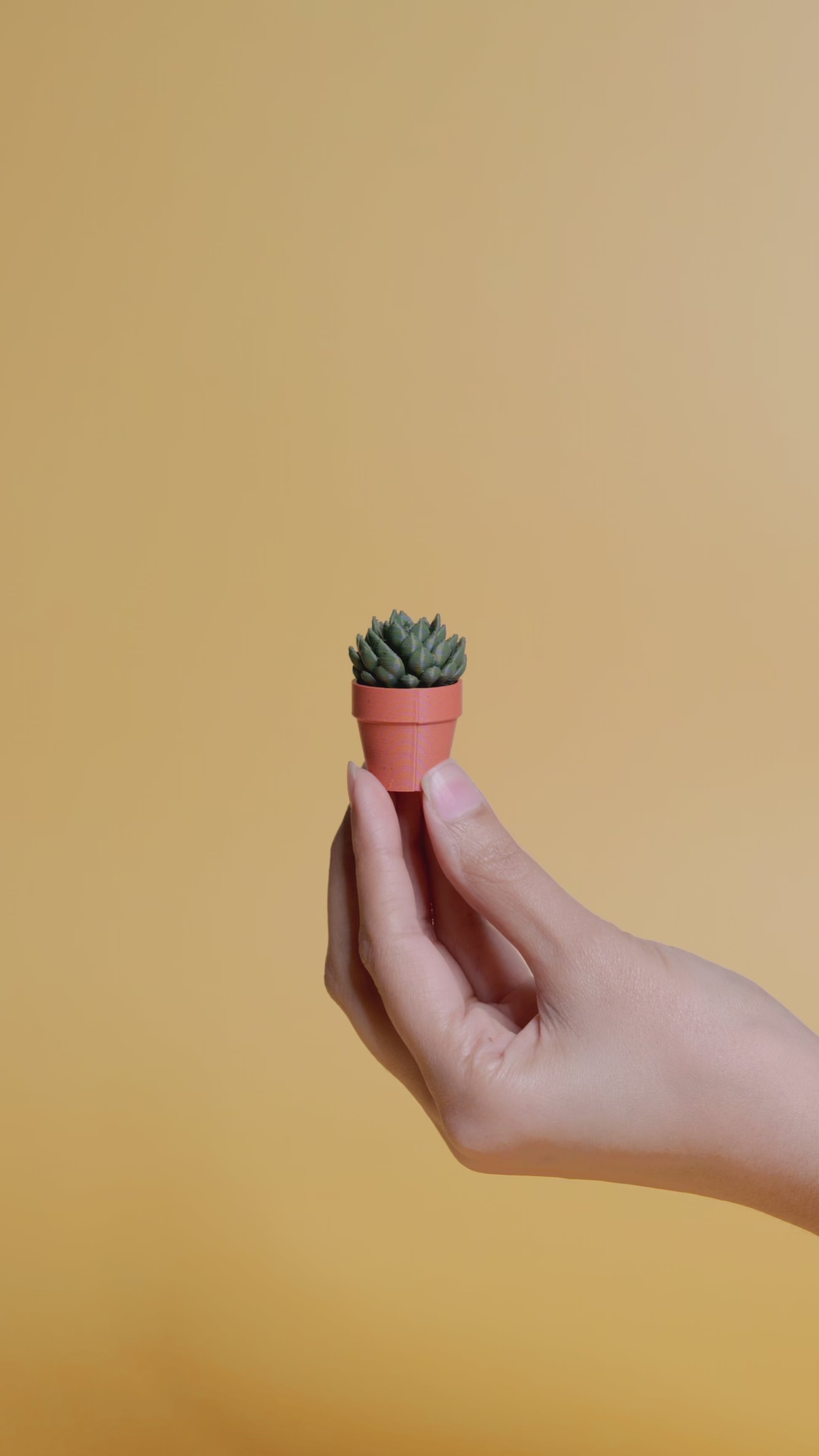 Spinny Succulents - Plant Fidget Toys